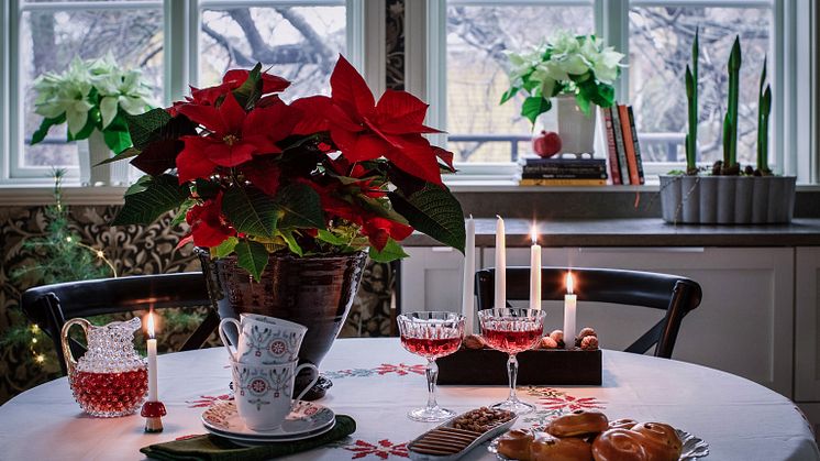 En klassisk svensk juldukning när den är som allra vackrast. Foto: Åsa Myrberg