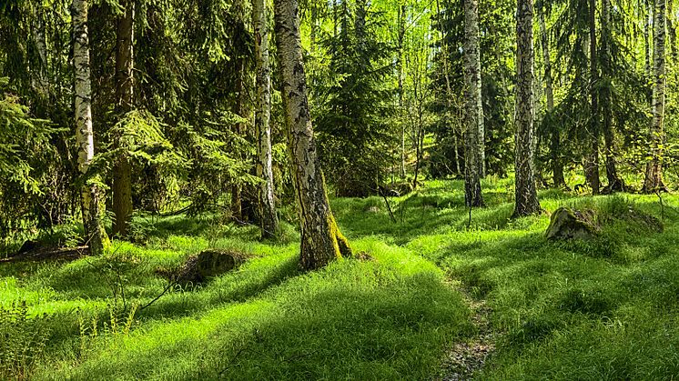 Skogen, en viktig livsmiljö. (Arkivbild)