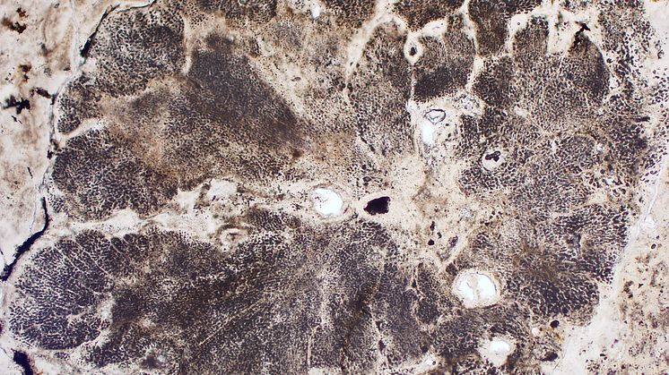 Fossil rödalg i genomskärning