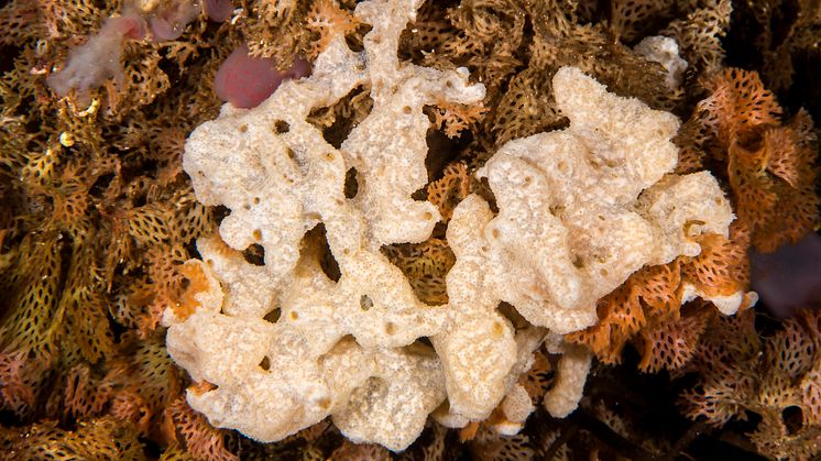 "Carpet tunicate" - Didemnum vexillum (Photo: Erling Svensen)