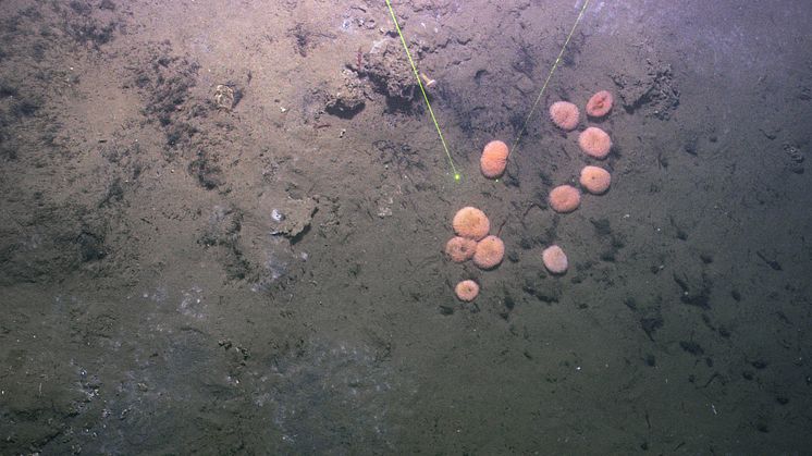 Figure 7c Cold seeps