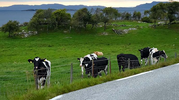 Brusboksen du kaster fra deg langs veien, kan i verste fall havne i dyrefôret og forårsake en smertefull død hos storfe.  