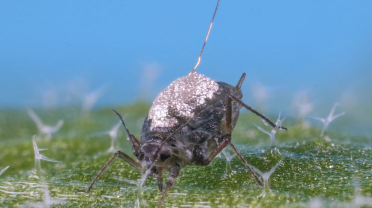 För att studera i detalj hur bladlöss tar upp växtsaft, limmades en gyllene tråd ansluten till inspelningsenheter på senapsbladlusens rygg. Foto: Hans Smid
