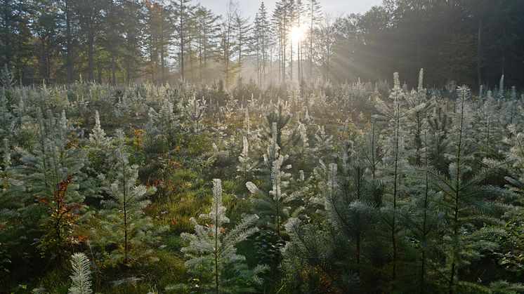 Svanninge Bjerge, sol igennem træer