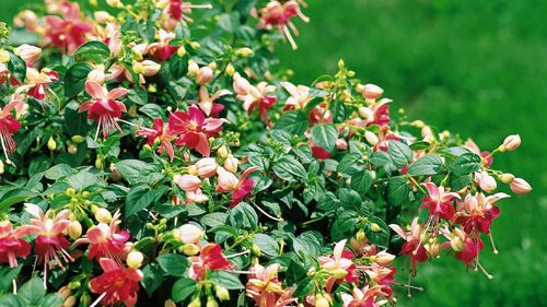 Fuchsiafrossa