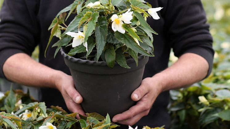 Begonia boliviensis Summerwings Boliviabegonia Foto @annikasnaturligating