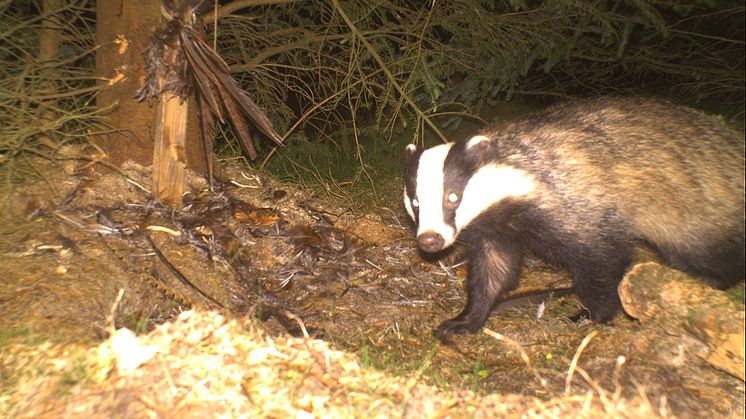Badgers caught on camera