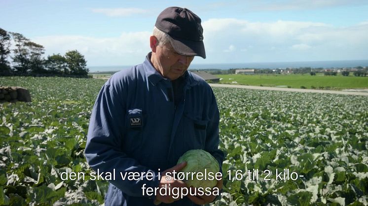 Kortreist kål