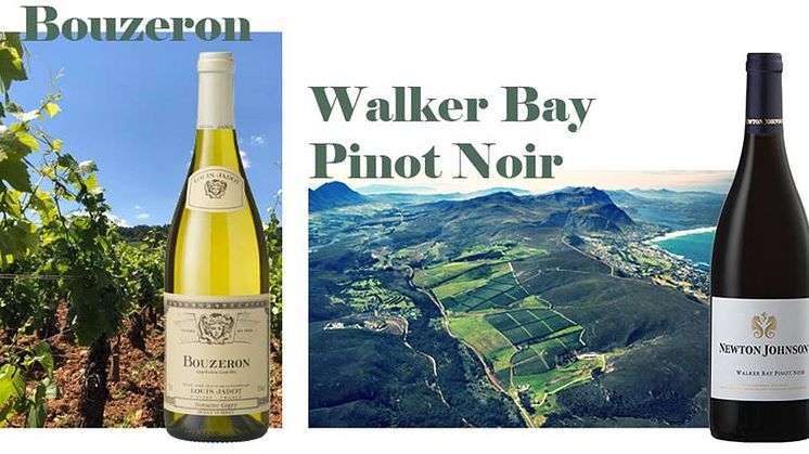 Vitt från Bouzeron i Bourgogne och elegant Pinot från Sydafrika