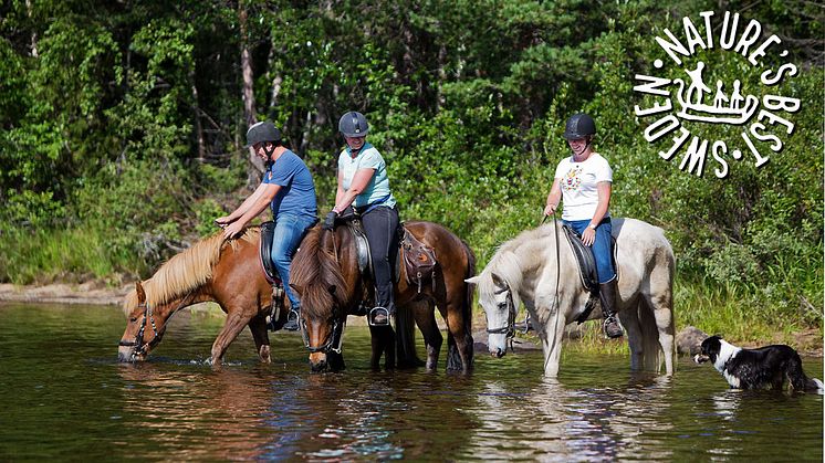 Turridning i sommar hos Horses of Taiga - Foto Rianne Kindt