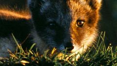 Fjällrävar behöver stora istäcken