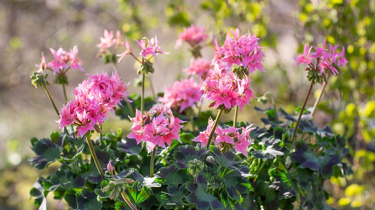 Årets Pelargon 2025 21 Pelargonium Summer Twist Rose foto annikasnaturligating.jpg