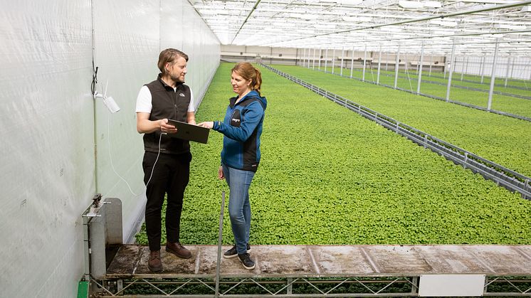 Lisa Lindström, odlingschef på Svegro och Erik Fredlund från Codon Consulting utvärderar datainsamling från pilotprojektet på basilika.