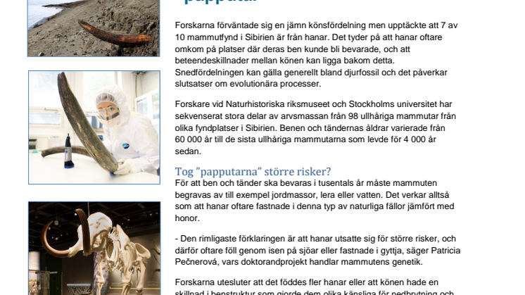 De flesta mammutfynd är ”papputar”