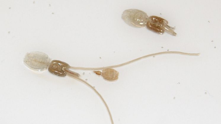 Under optimale forhold kan ei lakselus legge flere tusen egg mens den sitter på laksen. Bildet viser kjønnsmoden lakselus av begge kjønn (Foto: Akvaplan-niva). 