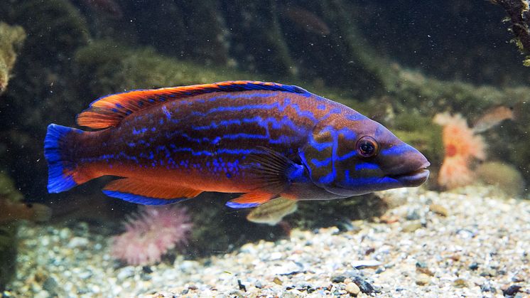 Blågylta. Pressbild 1 Akvariet