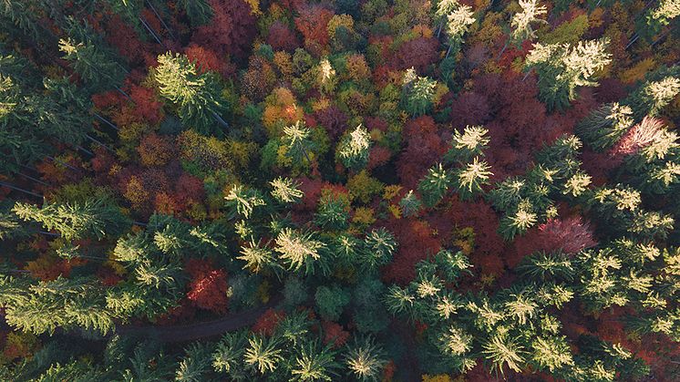 JYSK România și Plantăm fapte bune în România sărbătoresc 5 ani de colaborare prin plantarea a 32.000 de puieți în județul Alba