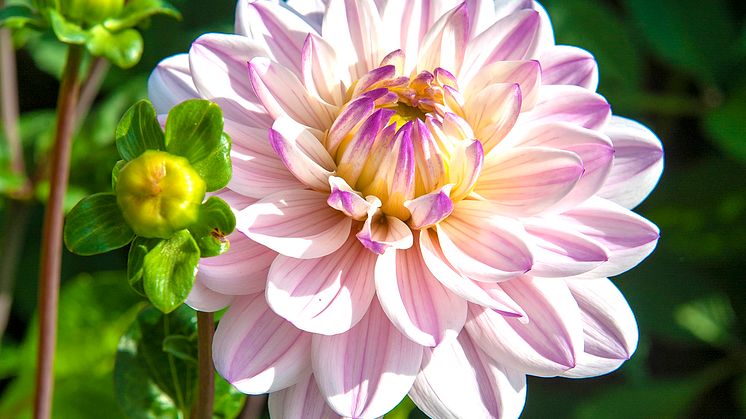 Dahlia 'Lady Kate'.jpg