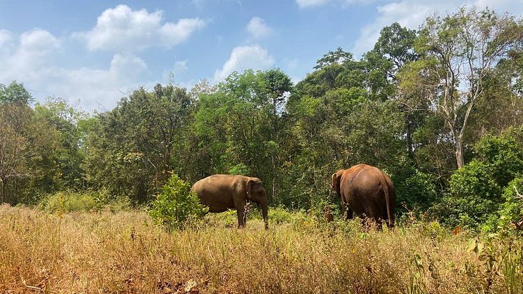 Ruby och Sambo på Elephant Valley Project i Kambodja - en djurvänlig fristad som tar emot turister med elefanternas bästa i fokus.