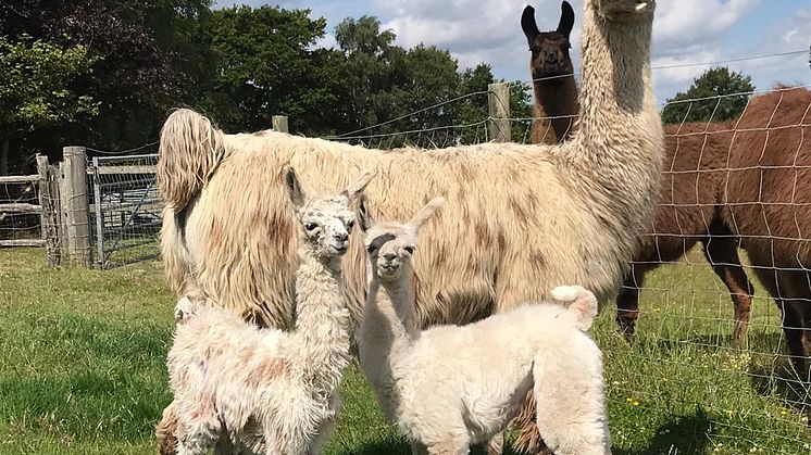 The Llama Park
