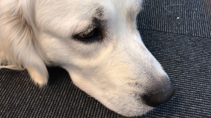 Hundfetma är ett stort hälsoproblem 