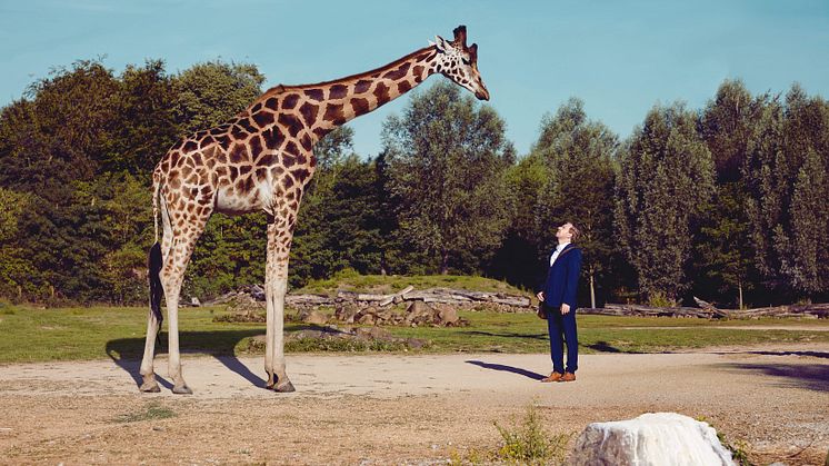 Giraffe