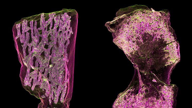The figure shows the divided internal structure of a bone from a 380 million-year-old lobe-finned fish(left) contrasting with the open marrow cavity of the limb bone of a tetrapod (right), where haematopoiesis could occur. Credit: Sophie Sanchez