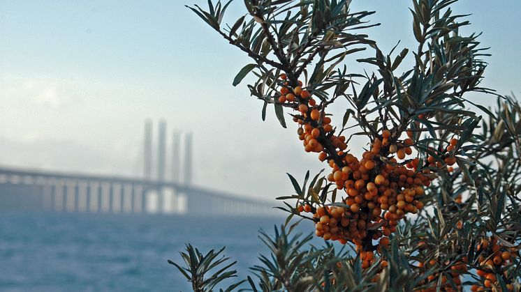 Skåne är den första svenska regionen som blir Affiliate Member i UNWTO