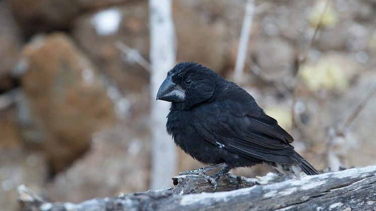 A Large Ground-finch (Geospiza magnirostris) on Daphne Major, Galápagos Islands, Ecuador. Photo: Erik Enbody