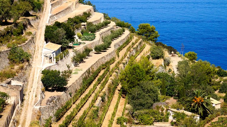Vingård i Banyalbufar son vives, Mallorca