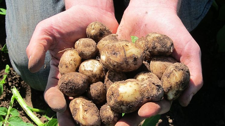 Inbjudan - Skörd av årets första frilandsodlade potatisar