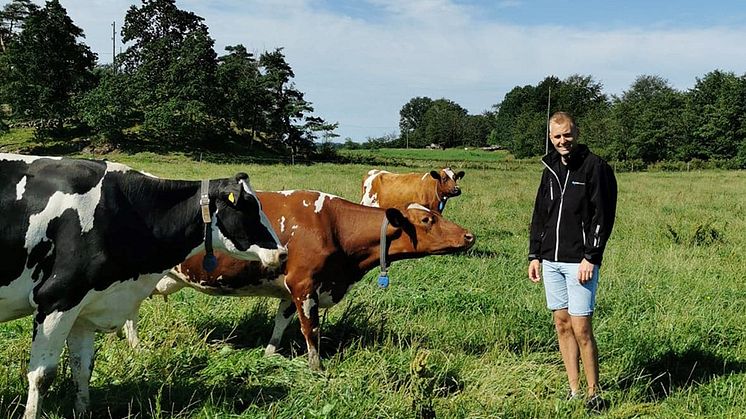 Christian Bengtsson har visat att DNA-profiler på kvigor ger en bra bild av djurens potential som mjölkkor. Foto: Camilla Svensson Koed