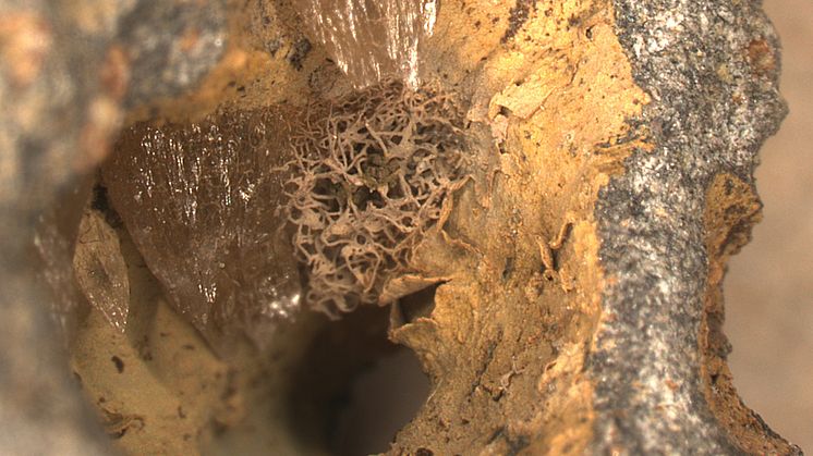 Fossil lång nere i berggrunden