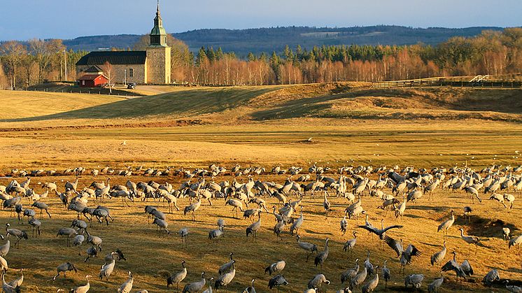 Tranorna, som kommer allt tidigare till Hornborgasjön, får nu ett bättre skydd. Foto: Martin Fransson