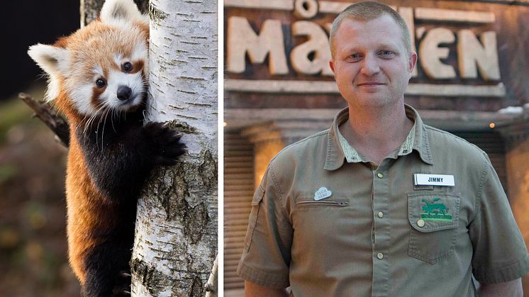 Röd panda och Jimmy Persson, Hållbarhetschef