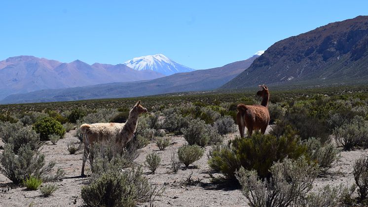 Llamas walking on magma reservoar
