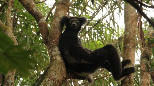Madagaskar.jpg