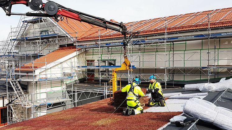 Veg Techs montörer lägger sedumtak i Lysekil