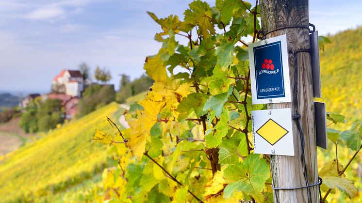 Durbach_Weinrebe_im_Herbst.jpg