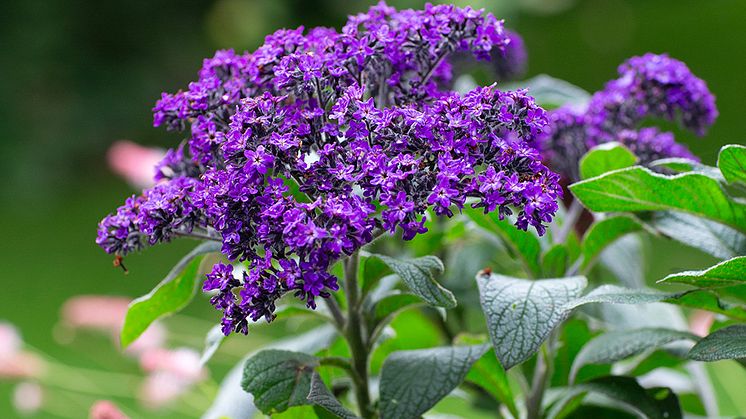 Mäster Grön  Årets Sommarblomma Heliotrop Blomveckorna Från Sverige.jpg