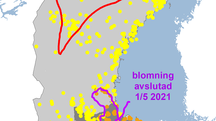 tussilago_2021.png