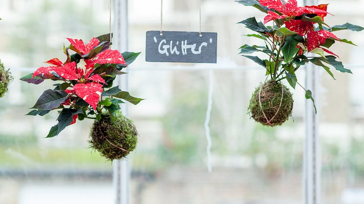 På webbsidan julstjarna.info finns mycket härlig julinspiration.