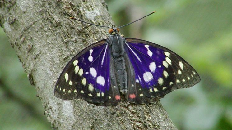 Great Purple Emperor Butterfly in Ogawamachi