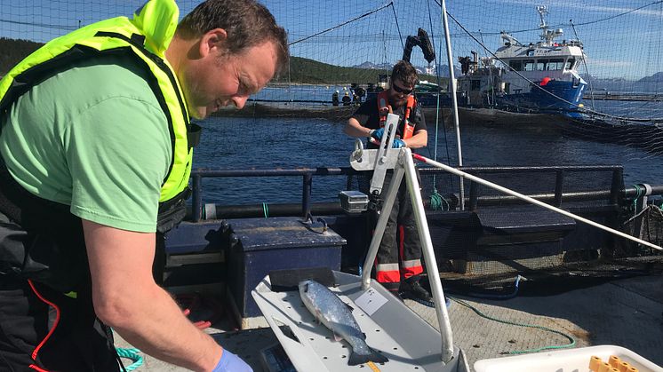 Roy-Inge Hansen har lang fartstid fra fiskehelsearbeid. 1. oktober er han på plass på Island.