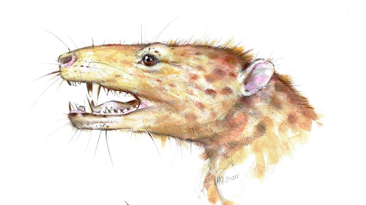 Kalaallitkigun jenkinsi exhibits the earliest known dentary with two rows of cusps on molars and double-rooted teeth. Art work by Marta Szubert