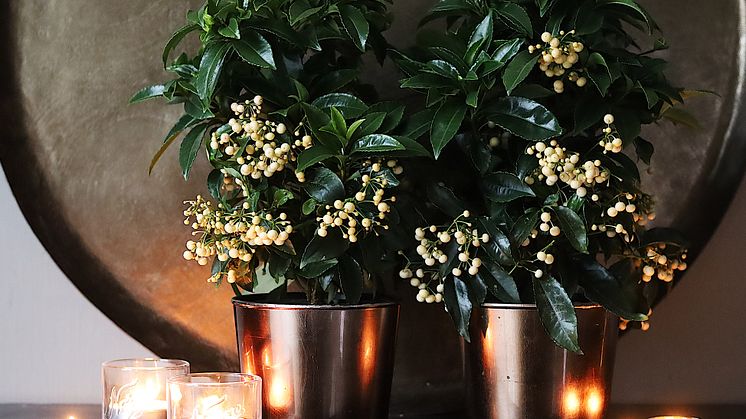 Ardisia hvit