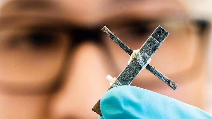 Forskare vid Laboratoriet för organisk elektronik vid Linköpings universitet har utvecklat världens första transistor gjord av trä. Foto: Thor Balkhed