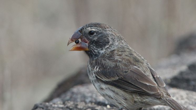 Largegroundfinch