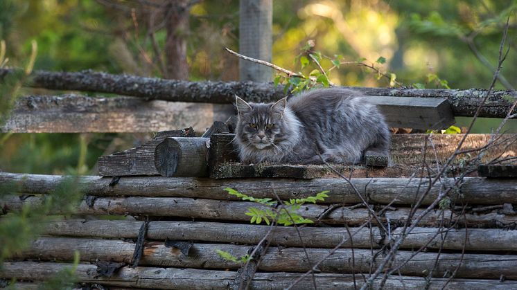 Utekatter löper mindre risk att drabbas av diabetes än innekatter, enligt en ny SLU-studie. Foto: Jenny Svennås-Gillner, SLU