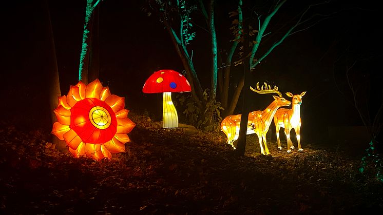 Lichterhausen-Magischer_Wald_Foto Oskarshausen.jpeg